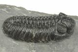 Phacopid (Adrisiops) Trilobite - Jbel Oudriss, Morocco #222399-3